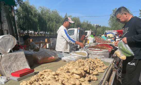 中国生姜网今日生姜价格行情深度解析：影响因素、市场走势及未来预测