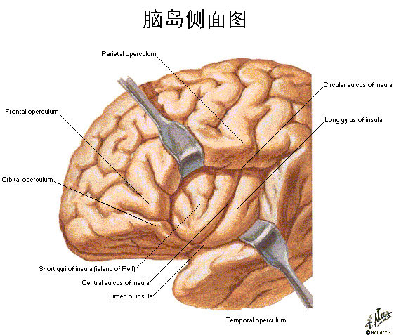 脑岛素最新消息：新型脑岛素的发展和应用趋势