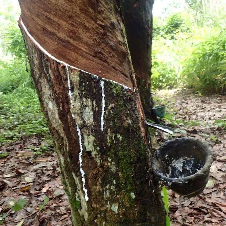 海南橡胶股吧最新消息：深度解读投资者关注焦点与未来走势