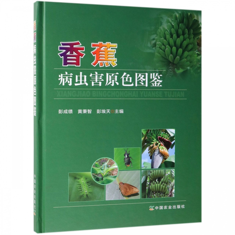 探秘最新精品香蕉：从种植到销售的产业链深度解析