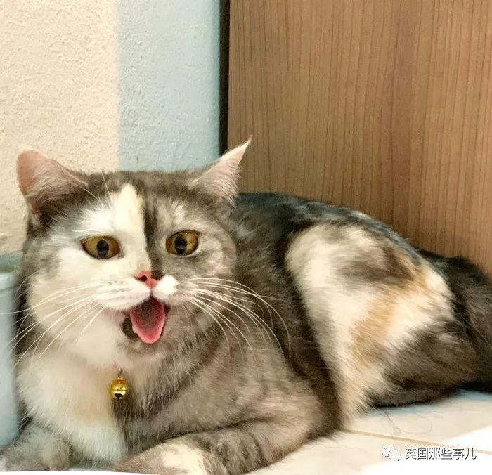 猫咪最新在线：探索网络世界中的猫咪视频与直播的魅力与挑战