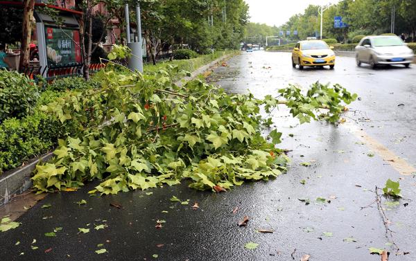 化州台风最新消息：风雨影响及灾后重建