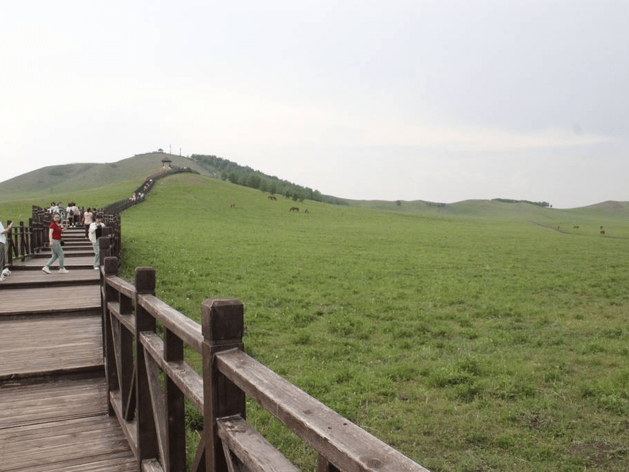 赤峰市林业局最新动态：生态建设与绿色发展之路