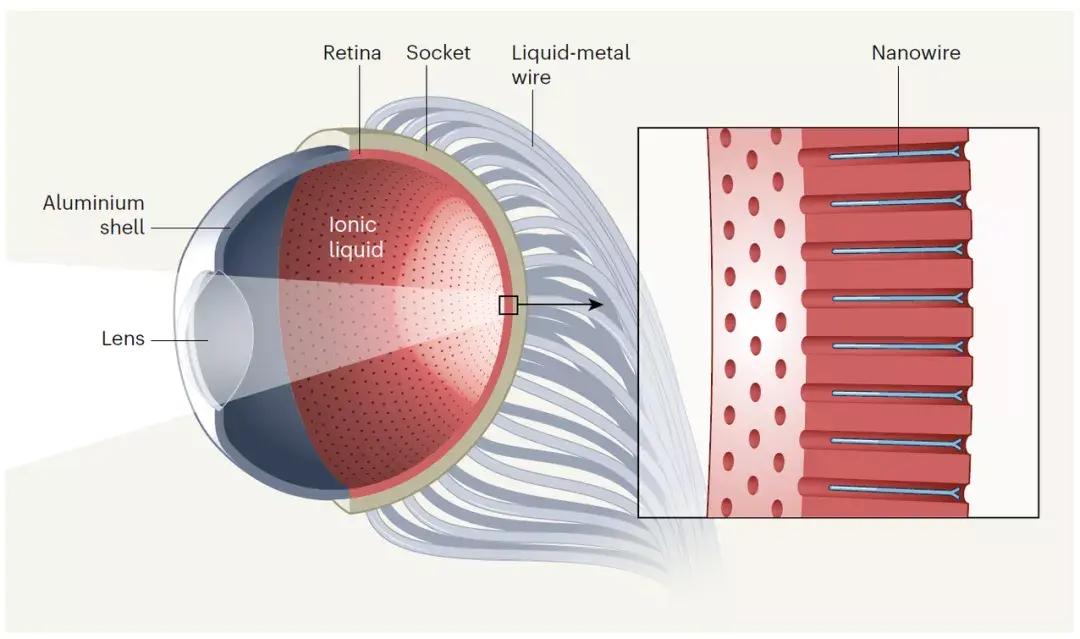 人造视网膜最新进展：技术突破与未来展望