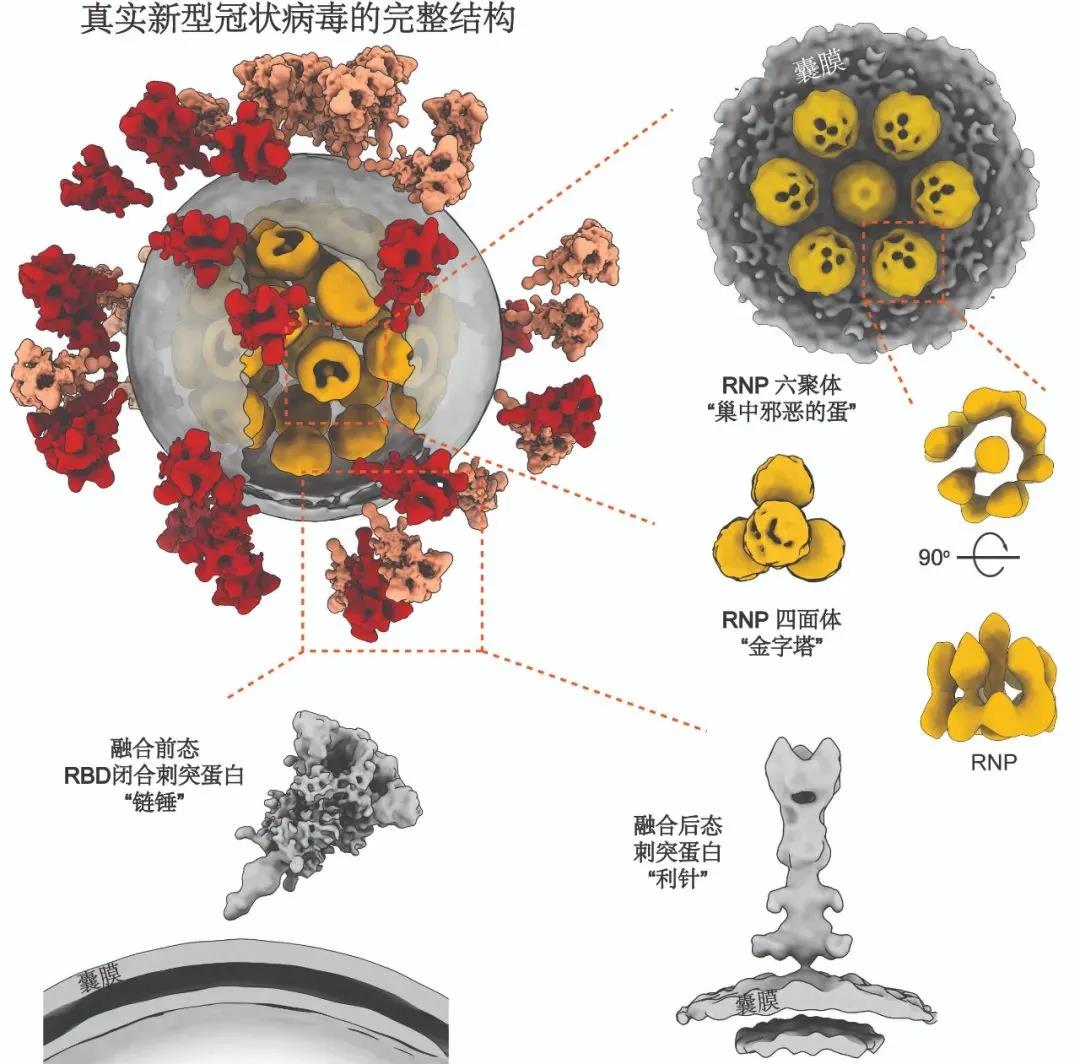 深度解读：目前美国最新疫情现状及未来走势