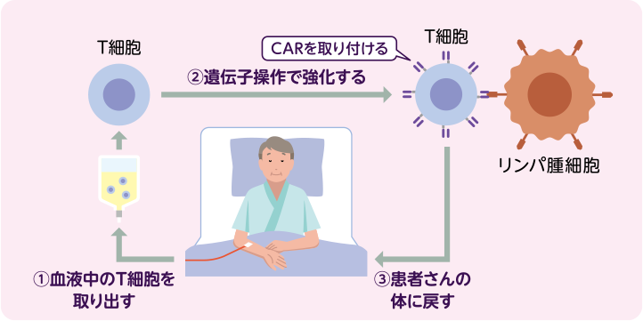 最新T细胞研究进展：免疫疗法新突破与挑战