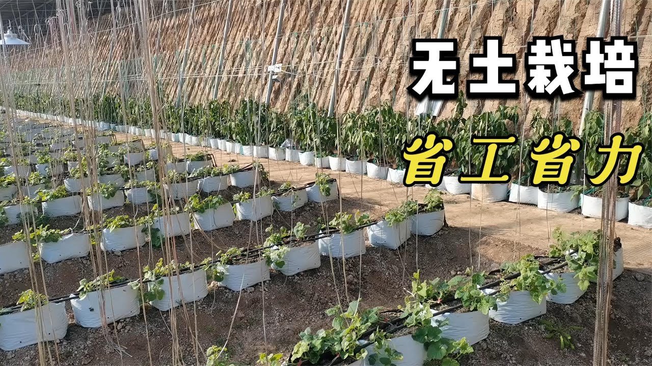 最新无土施技术创新：肉肴培养与新型肥料的应用