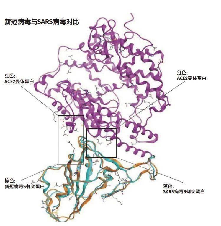 河池最新冠环情况分析：防控措施和将来趋势预测