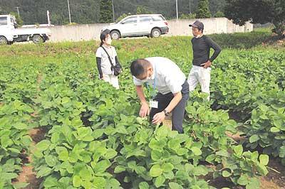 最新花生秧市场行情分析及未来发展趋势预测