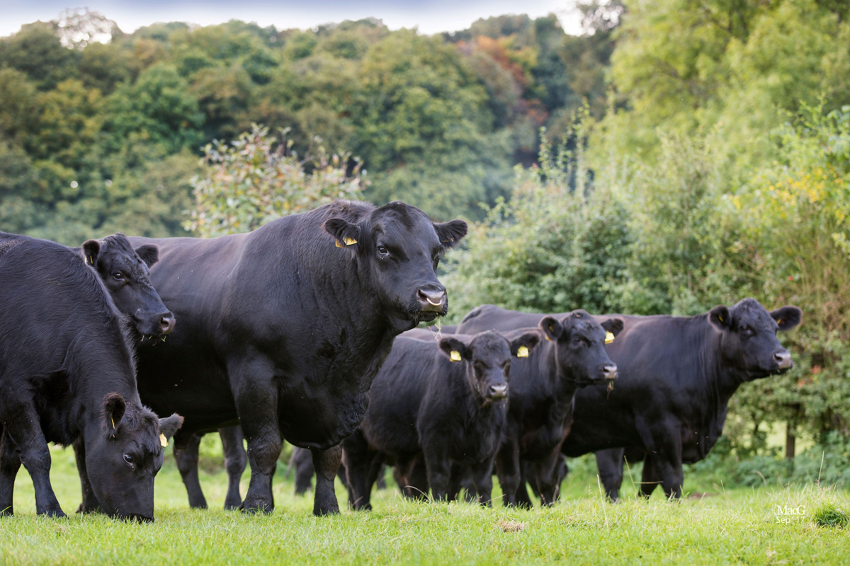 探秘最新的进口牛肉：品质、安全与未来趋势