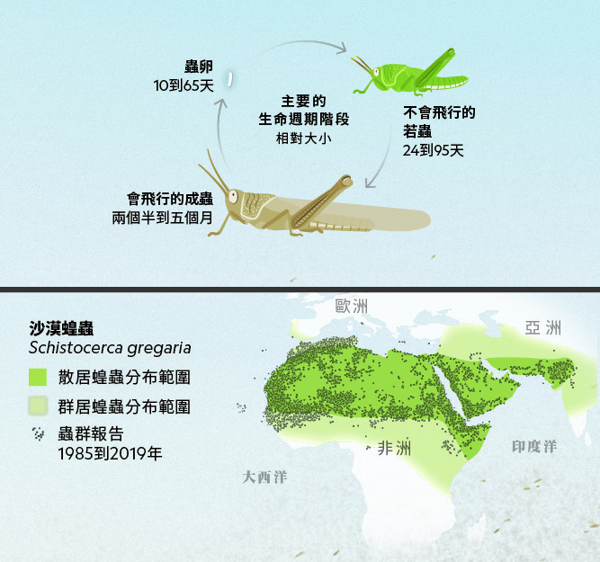 巴铁蝗灾最新：深度解析蝗虫灾害的现状、影响与应对