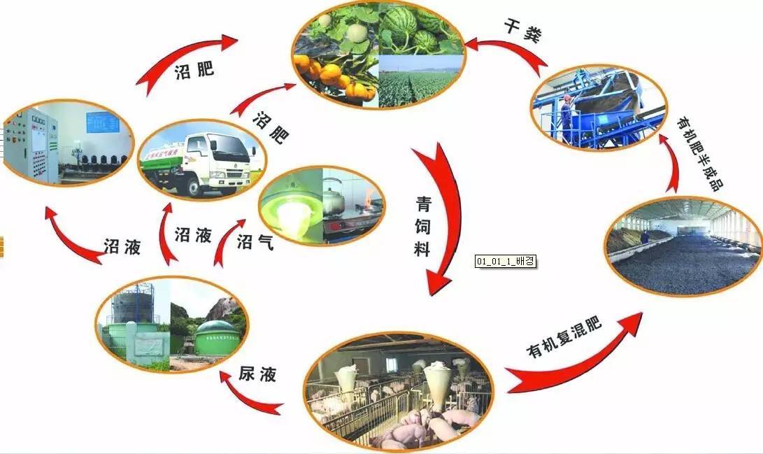 牛被吃最新：深度解析全球牛肉消费趋势及对畜牧业的影响