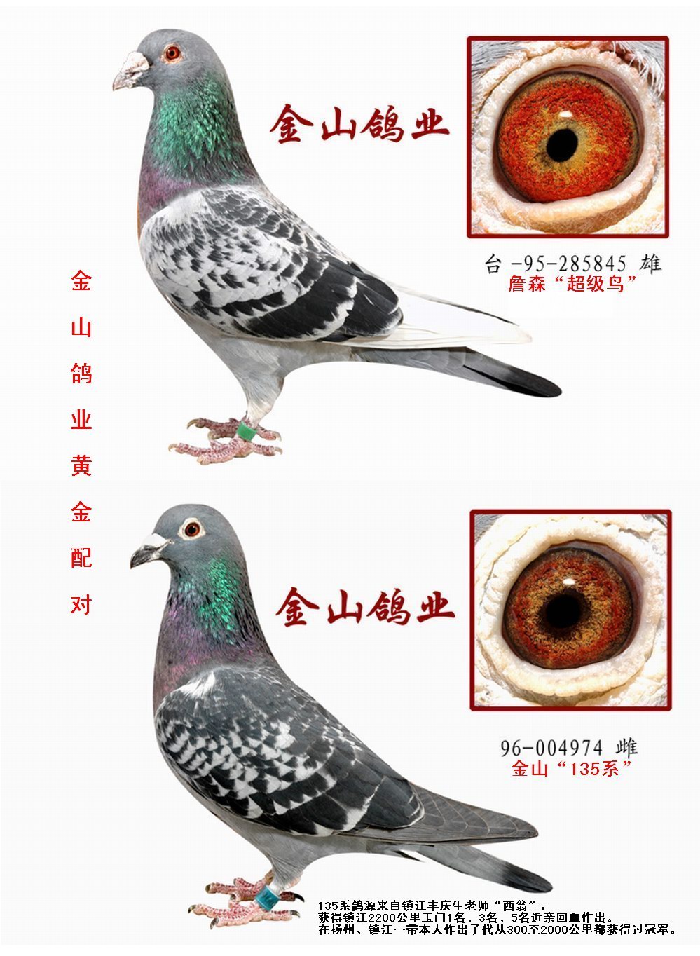 游鸽网南江最新消息：赛鸽市场动态及未来展望