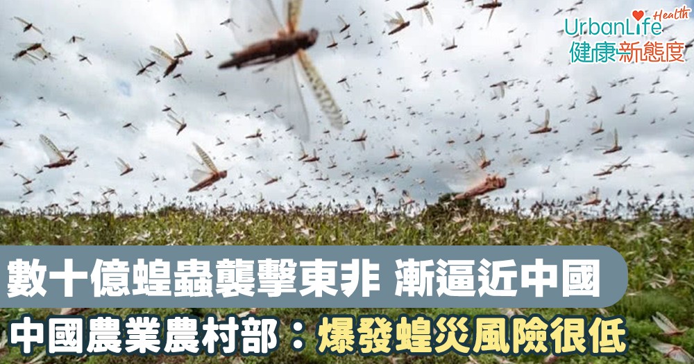 最新蝗虫孵化动态：种群数量、防治措施及未来预测