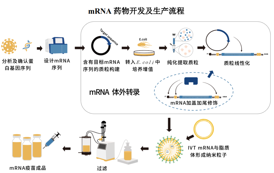 探秘最新的天花：病毒株变异、疫苗研发与全球防控策略