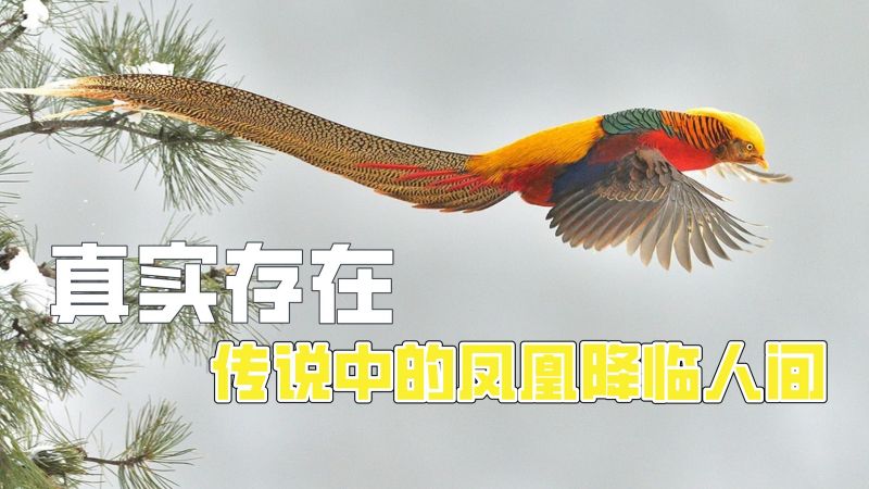 阿锦鸡最新动态：商业模式创新和发展趋势分析