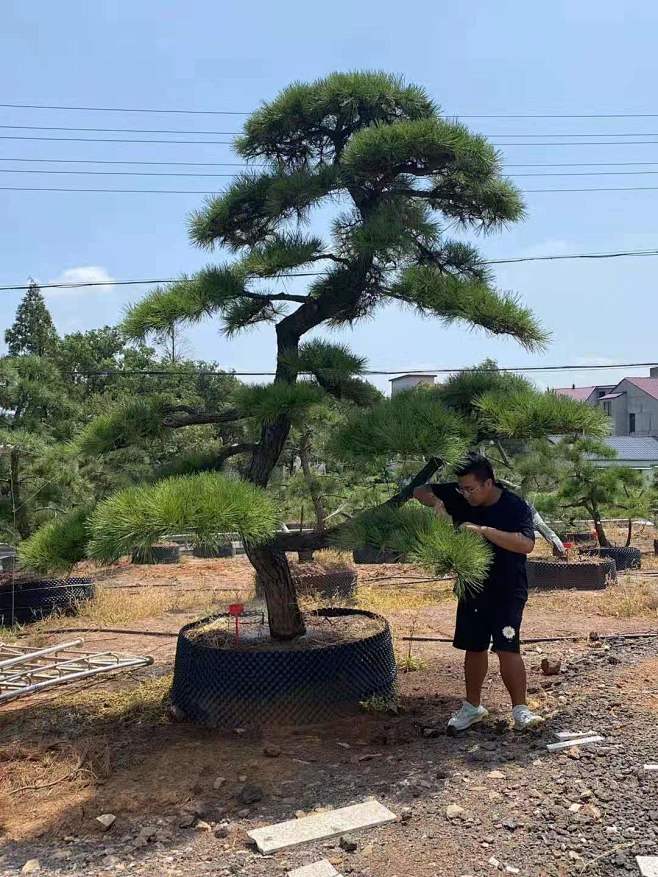 油松爆炸最新事件深度解析：风险评估与未来防范措施