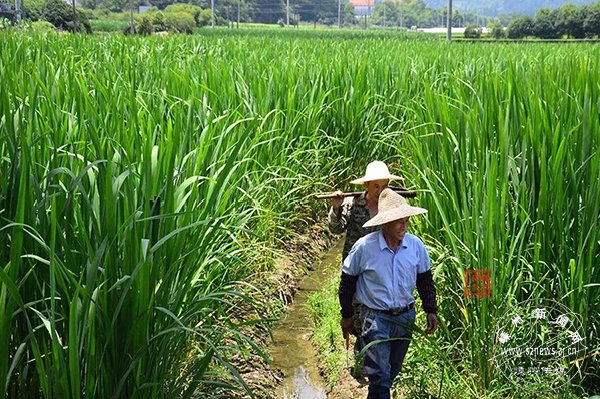 千叶桥麦性茭最新网：品种特性、种植技术及市场前景深度解析