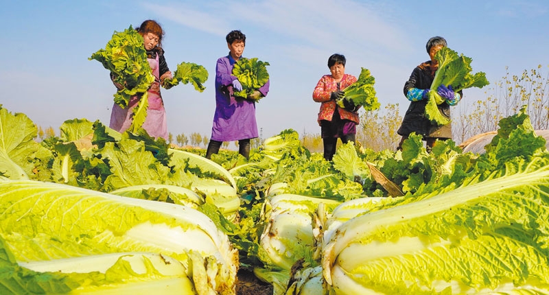 深度解析：最新白菜赌钱活动，机遇与风险并存的博弈