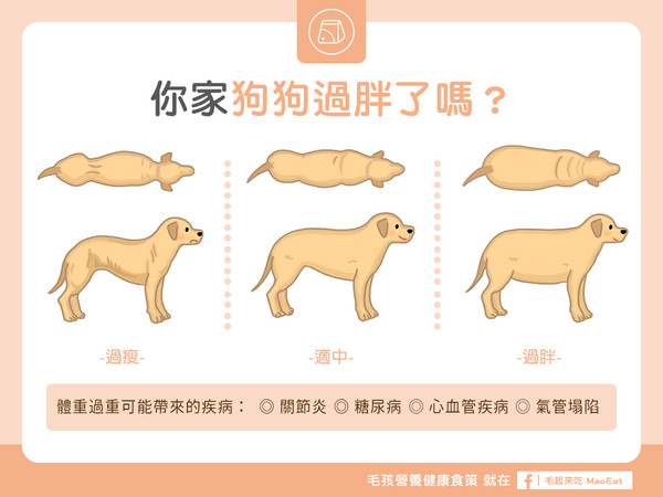 运动狗最新版详细解析：功能更新与使用经验