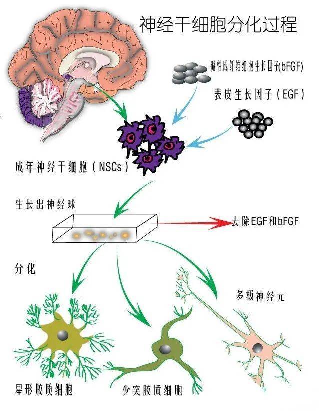 全国治疗偏瘫最新突破：神经康复技术与临床应用的革新