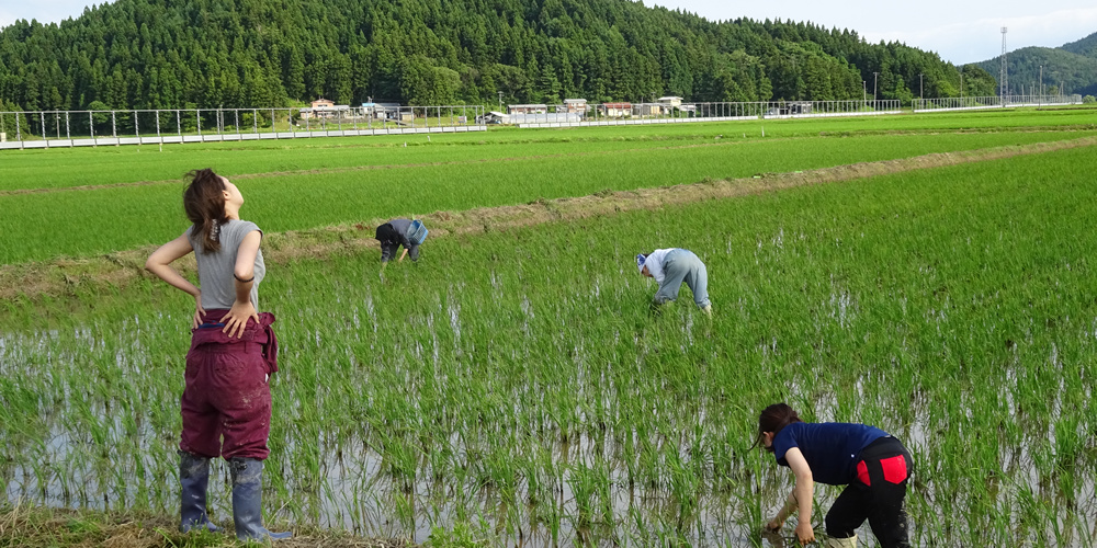 2023年秋季最新水稻长势分析：产量预测及潜在风险