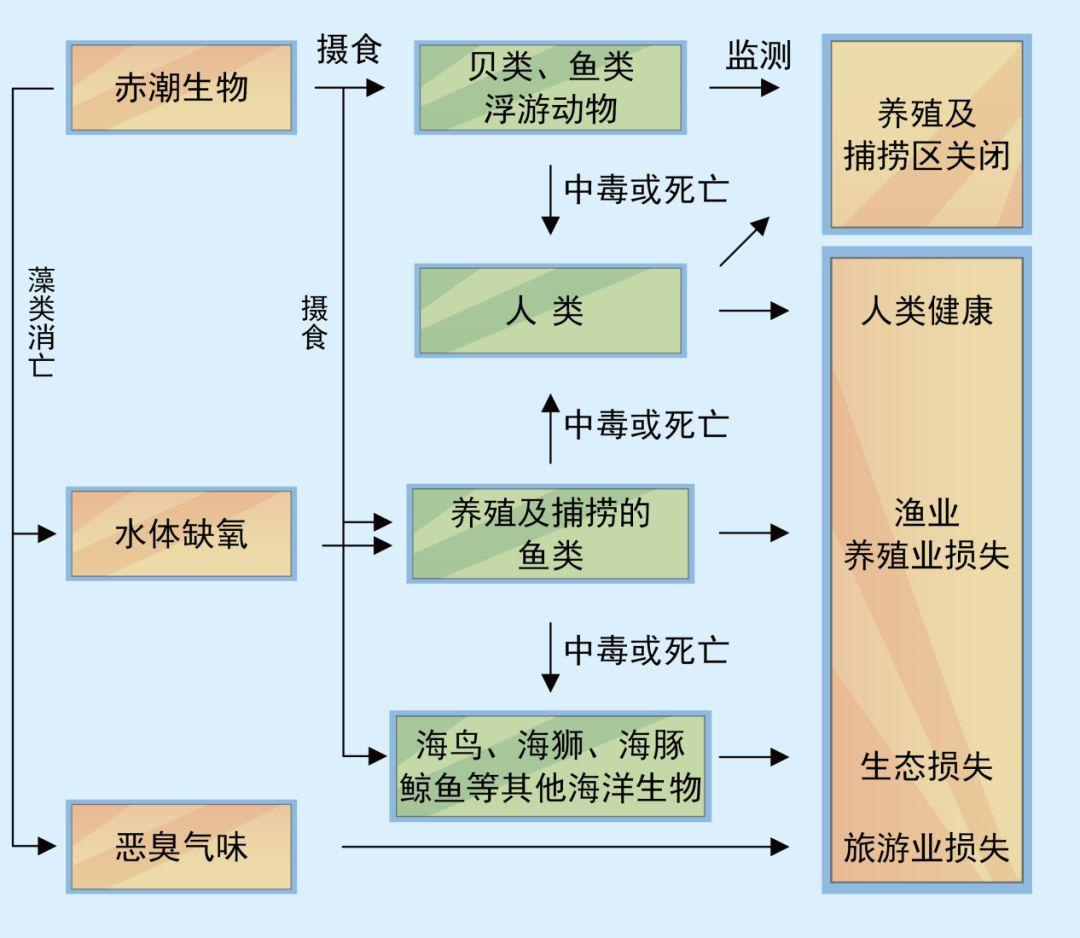 海洋赤潮最新消息：沿海地区生态预警及应对策略