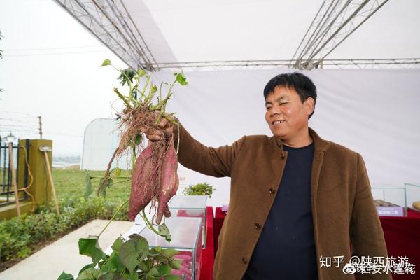 杨凌最新菜价大揭秘：蔬菜水果价格走势分析及未来预测