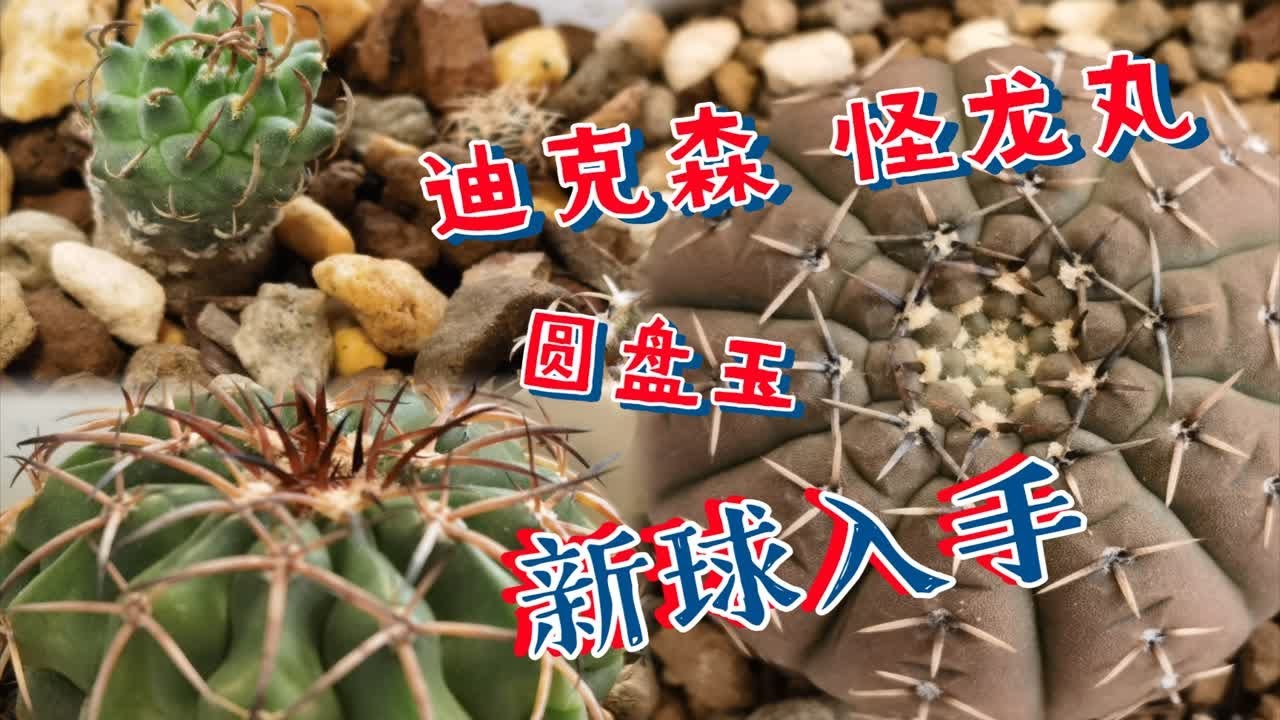 龙球超最新影片精彩秘密：新的强大和无奈的争斗