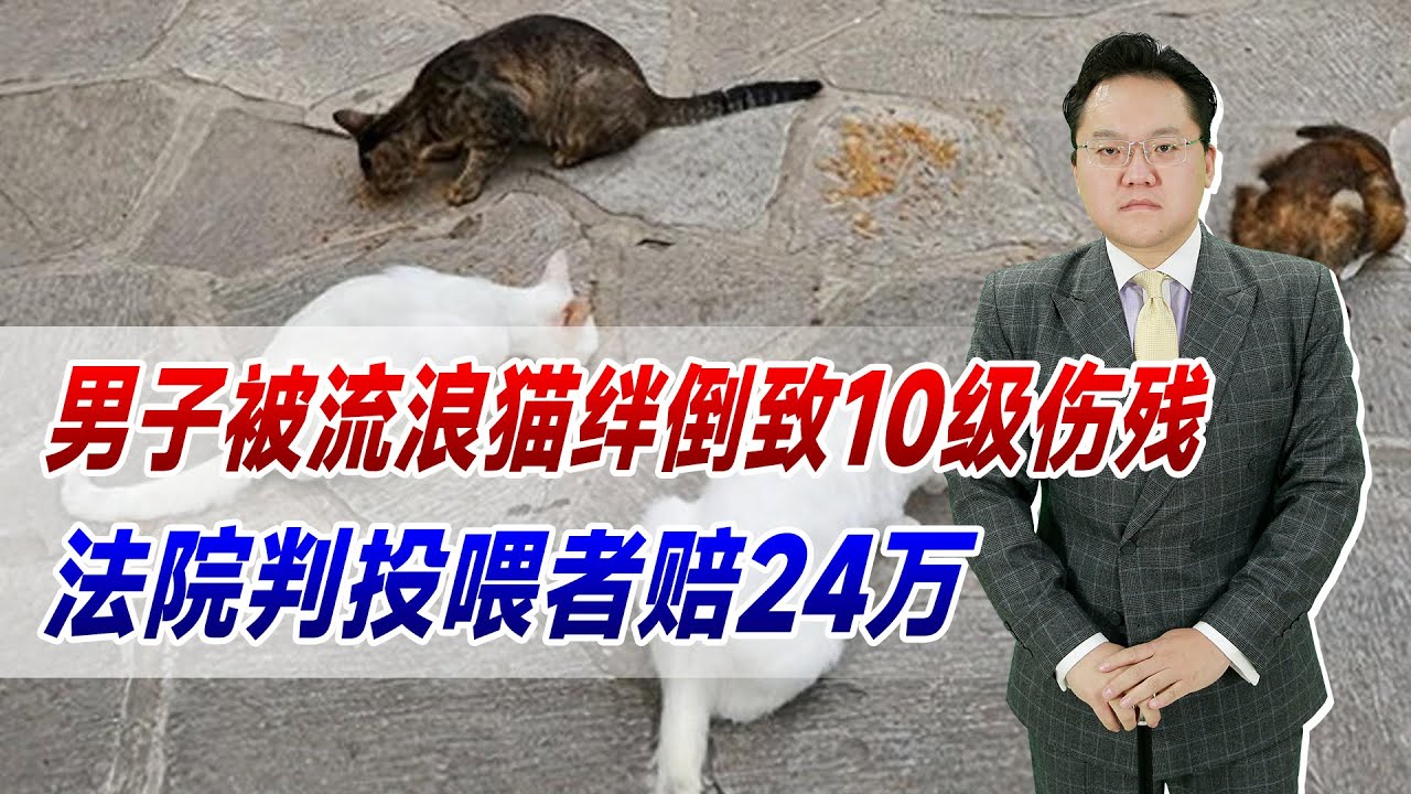 流浪猫最新现状及未来：从救助到立法，我们该如何应对？