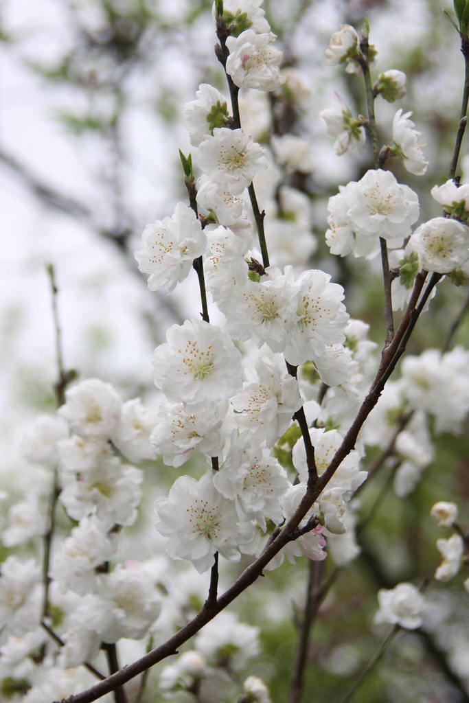 白桃花最新品种及市场趋势分析：从种植到销售的全方位解读