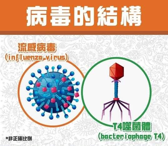 病毒最新图片深度解析：从显微镜下到社会影响全方位解读