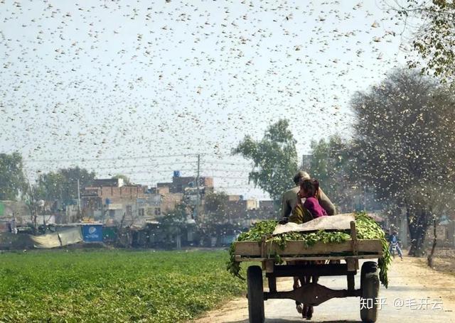 全球最新蝗灾消息：非洲、亚洲蝗灾态势及中国防控策略