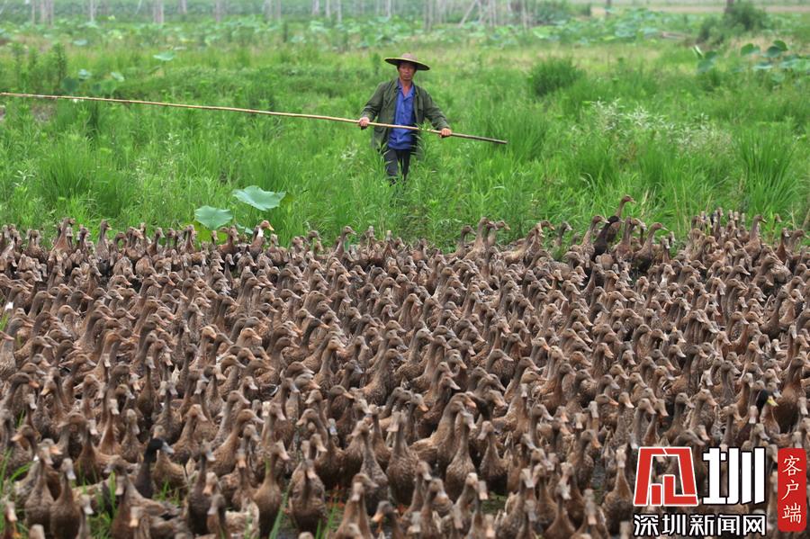 蝗虫大灾最新：全球蝗灾形势与中国防控策略