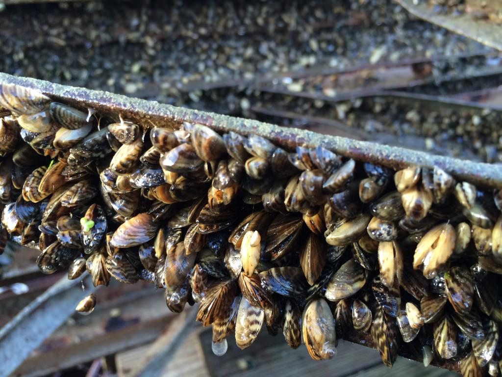 探秘最新灭绝生物：物种消失的警示与反思