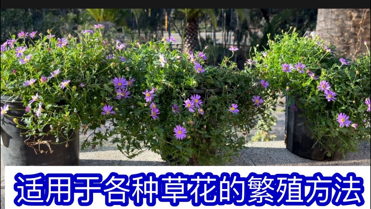 草花平台最新下载指南：版本更新、功能详解及安全下载策略