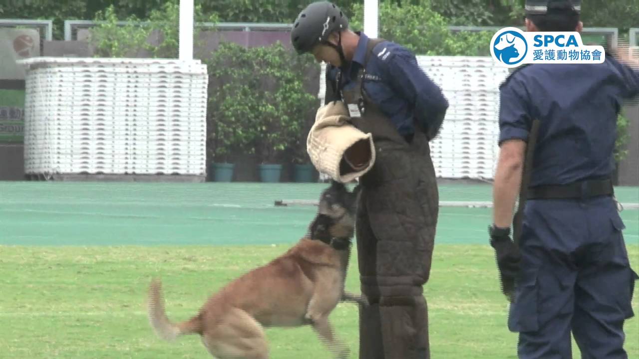 探秘最新的警犬：技术革新与未来展望