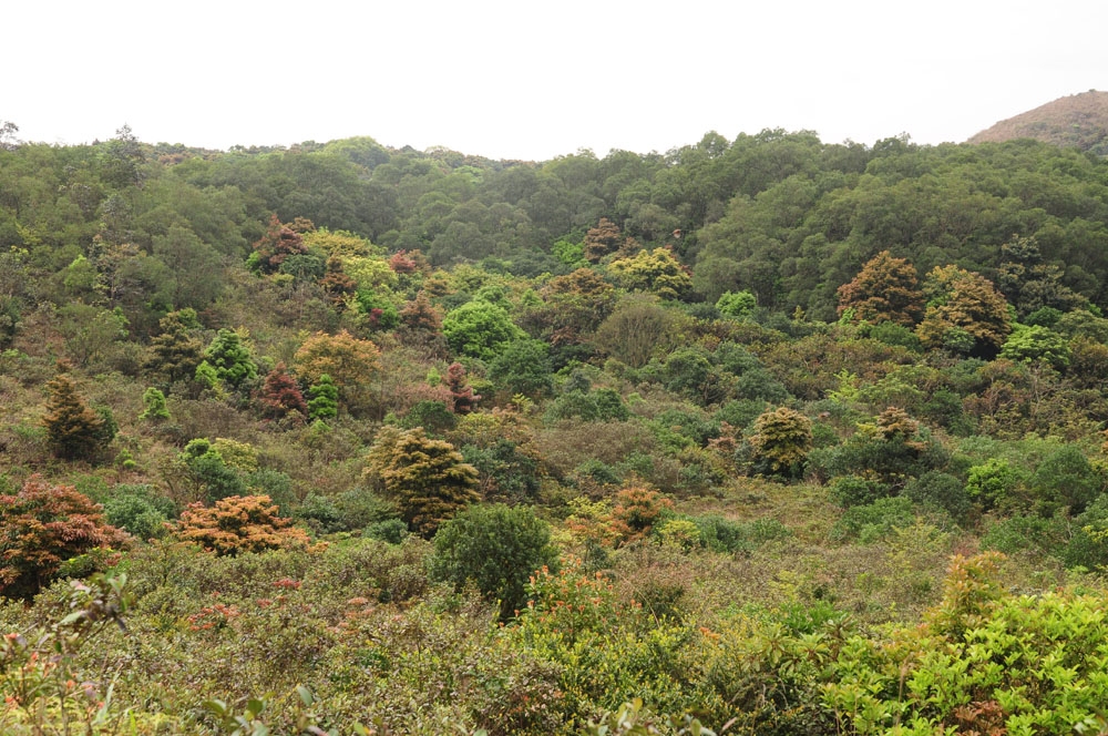 最新地林趋势分析：从商业模式到新兴点的发展前景