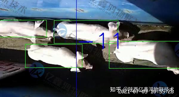 深度解析最新养猪信息网：行业动态、技术革新与未来展望