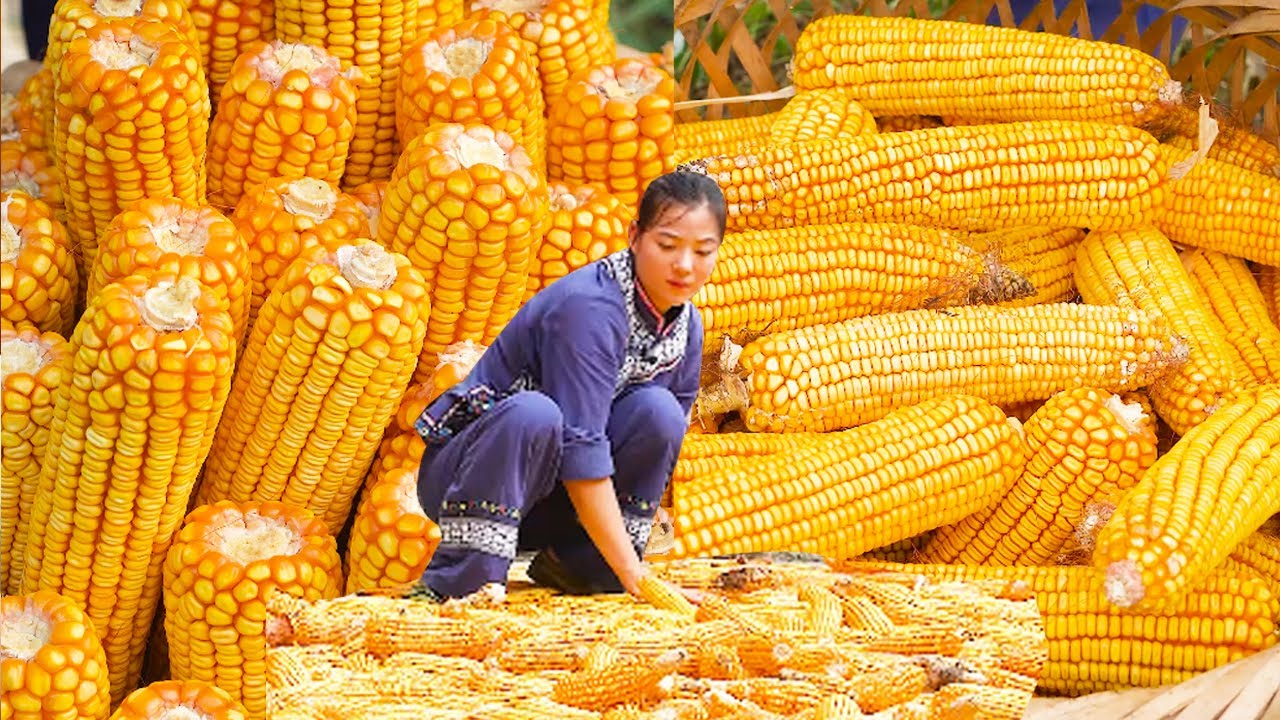 玉米价格波动剧烈！今天最新玉米价格深度解析及未来走势预测